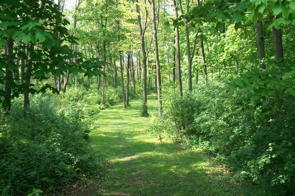 Miyawaki Afforestation Project