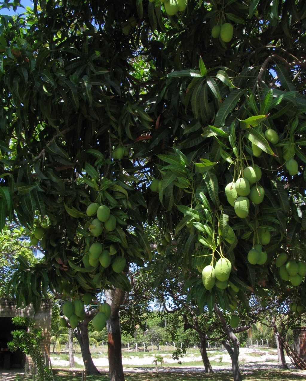 Mango Trees in Hindu Mythology