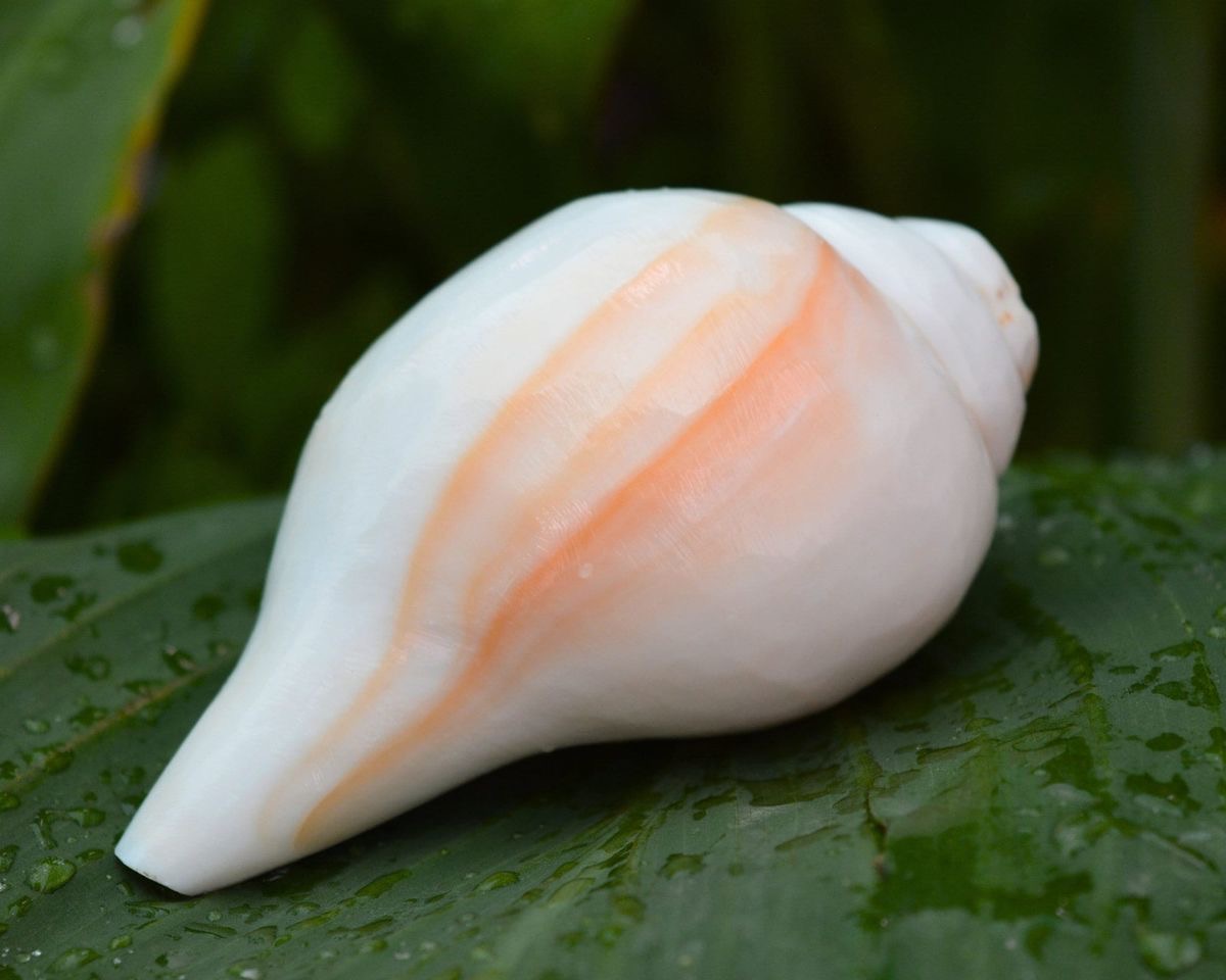 A gift from the Sea: Conch Shell